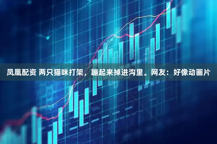 凤凰配资 两只猫咪打架，蹦起来掉进沟里。网友：好像动画片
